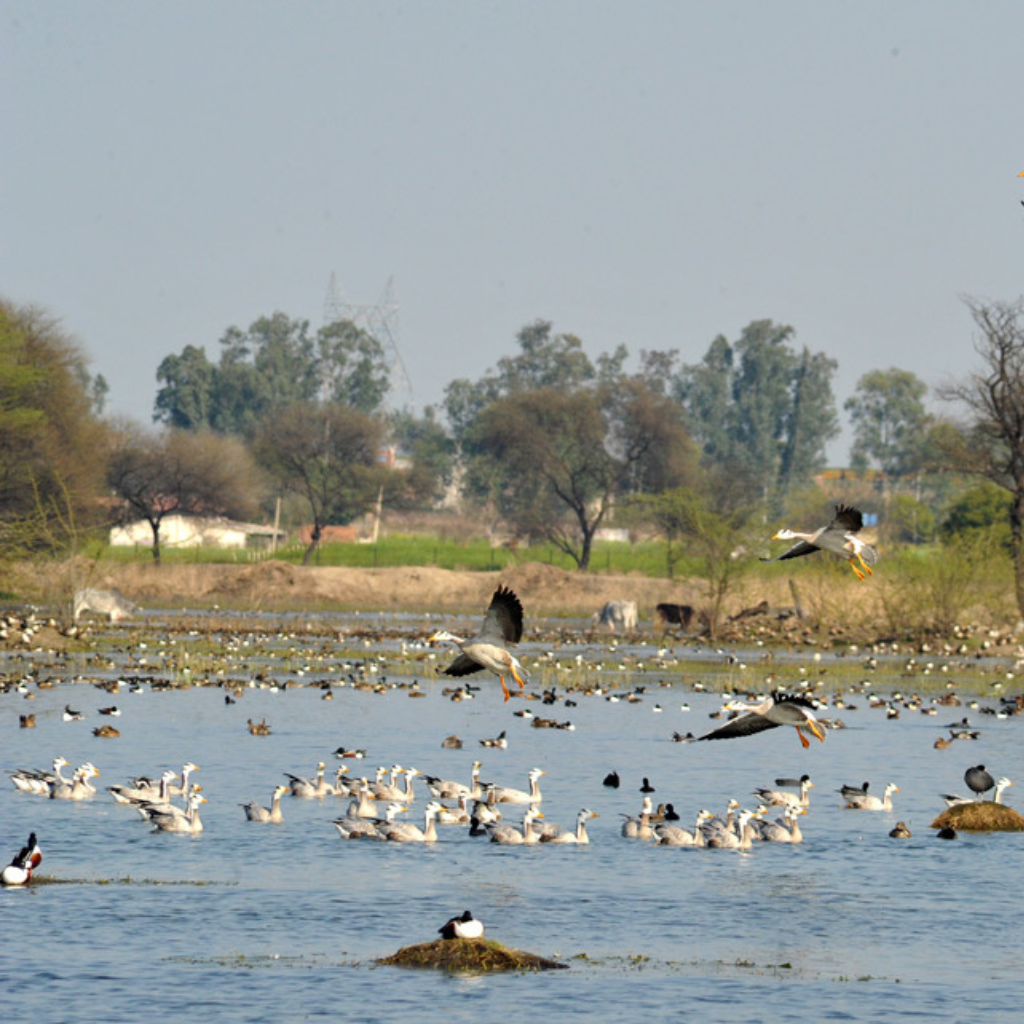 Sultanpur National Park